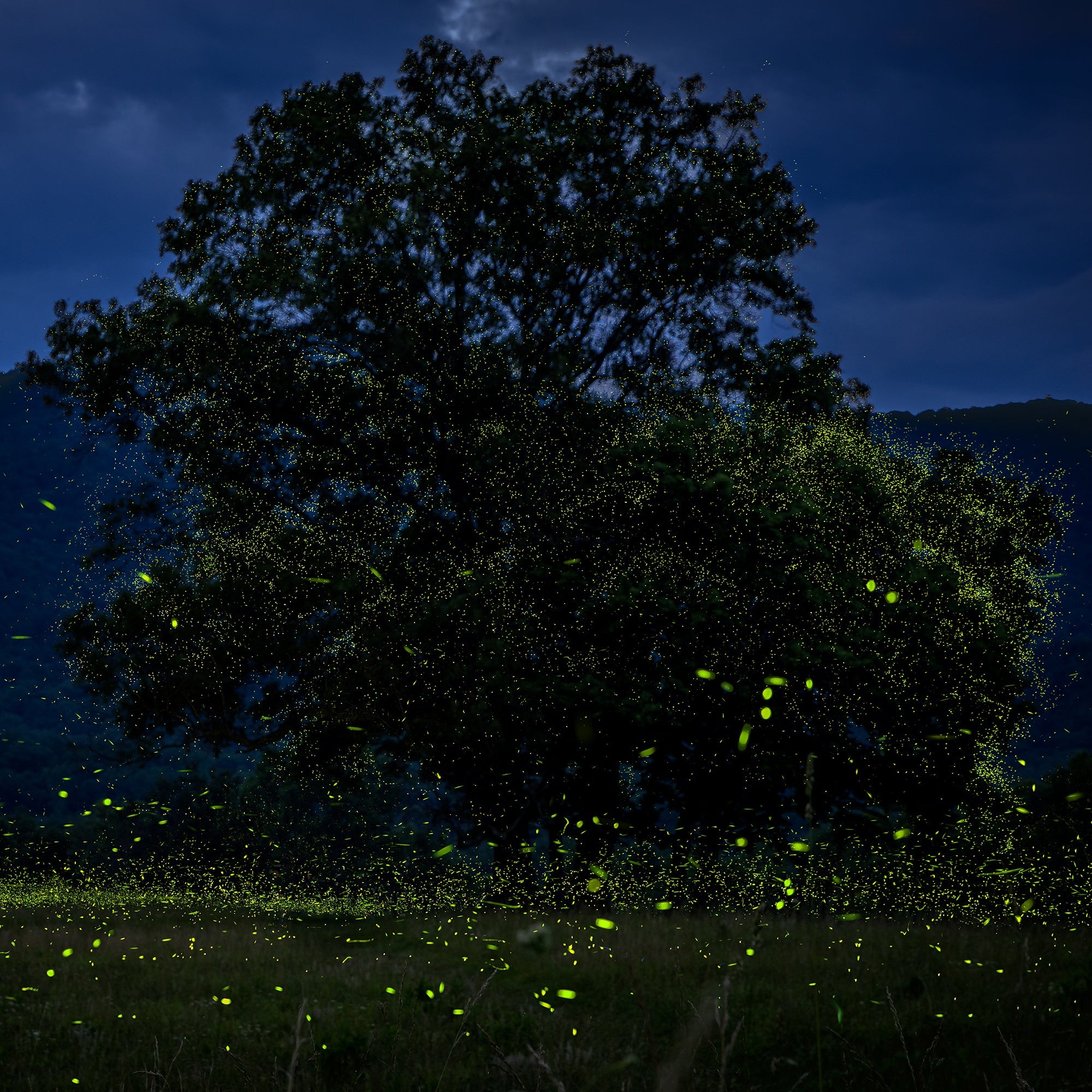 Synchronous Fireflies in the Great Smoky Mountains - Jeff Pfaller Photography