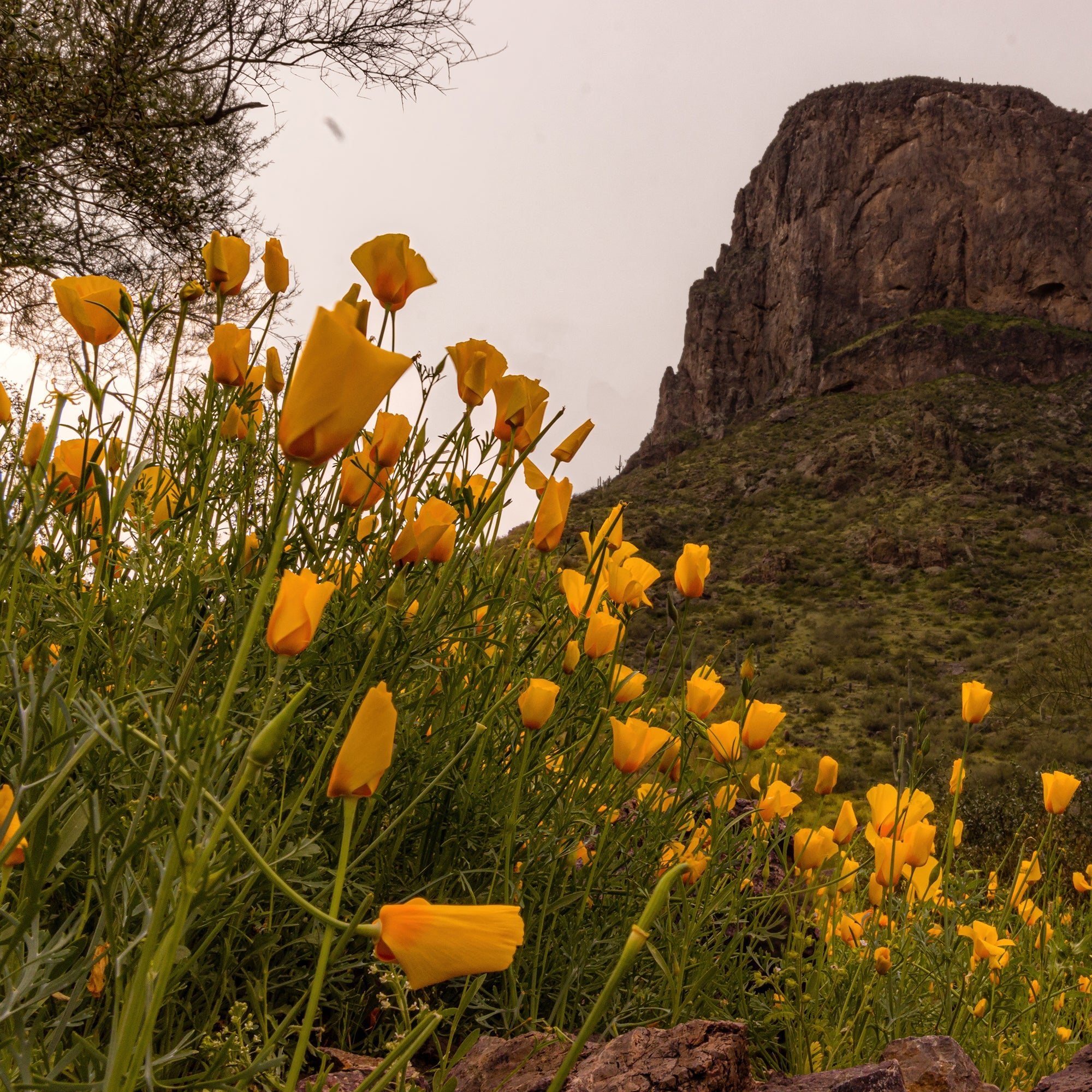 Arizona Superbloom - Jeff Pfaller Photography