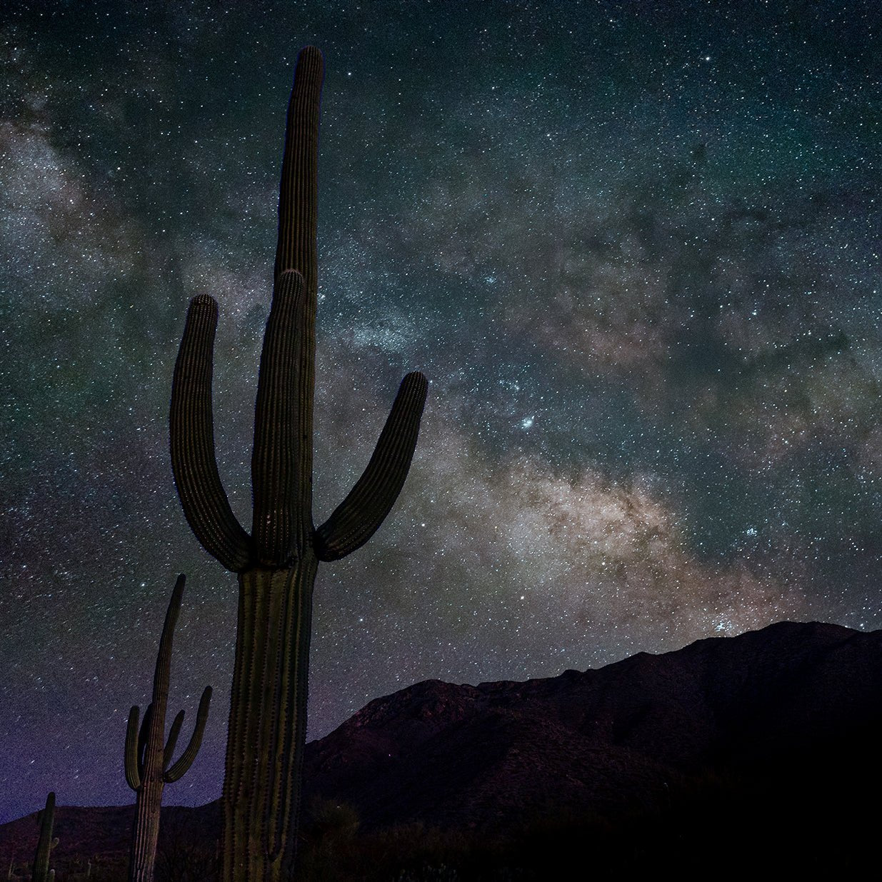 Saguaro National Park - Jeff Pfaller Photography