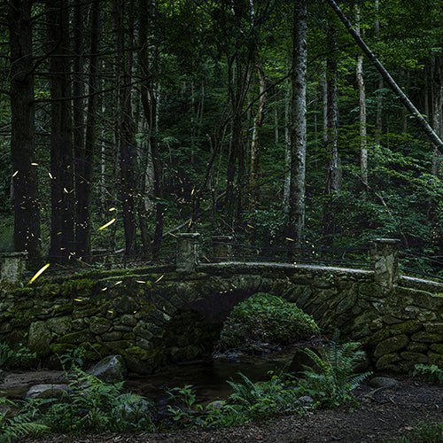Synchronous Fireflies in the Great Smoky Mountains - Jeff Pfaller Photography