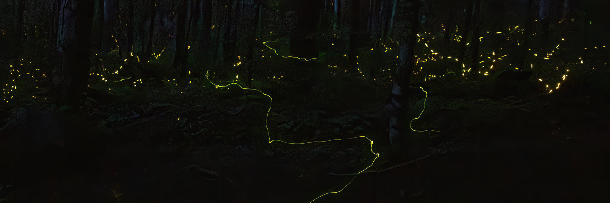 Synchronous Fireflies 2025 Guided 3-Day Trip Deposit