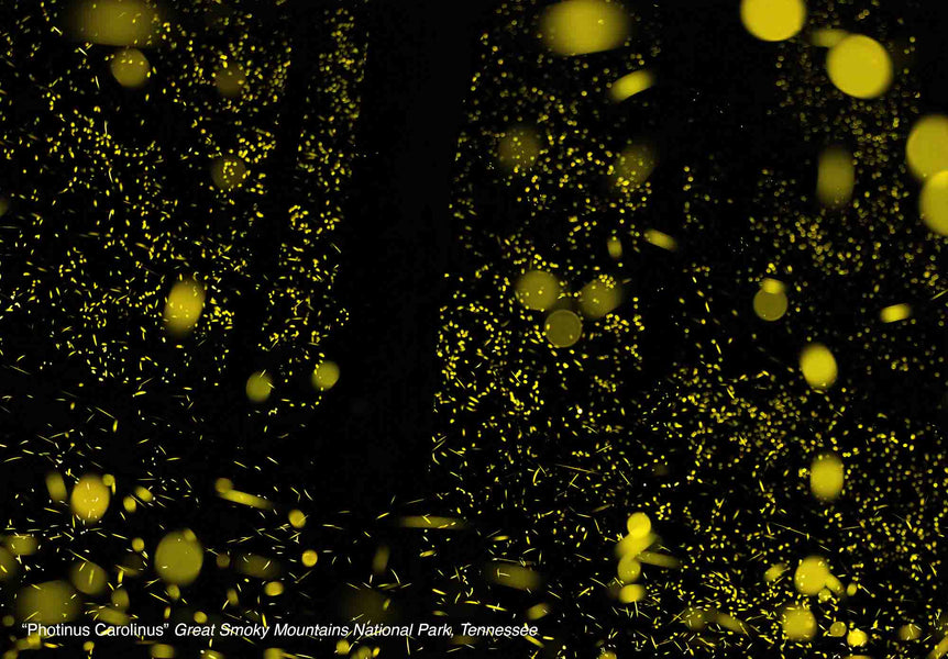 2026 National Park and Public Lands Dark Sky Calendar