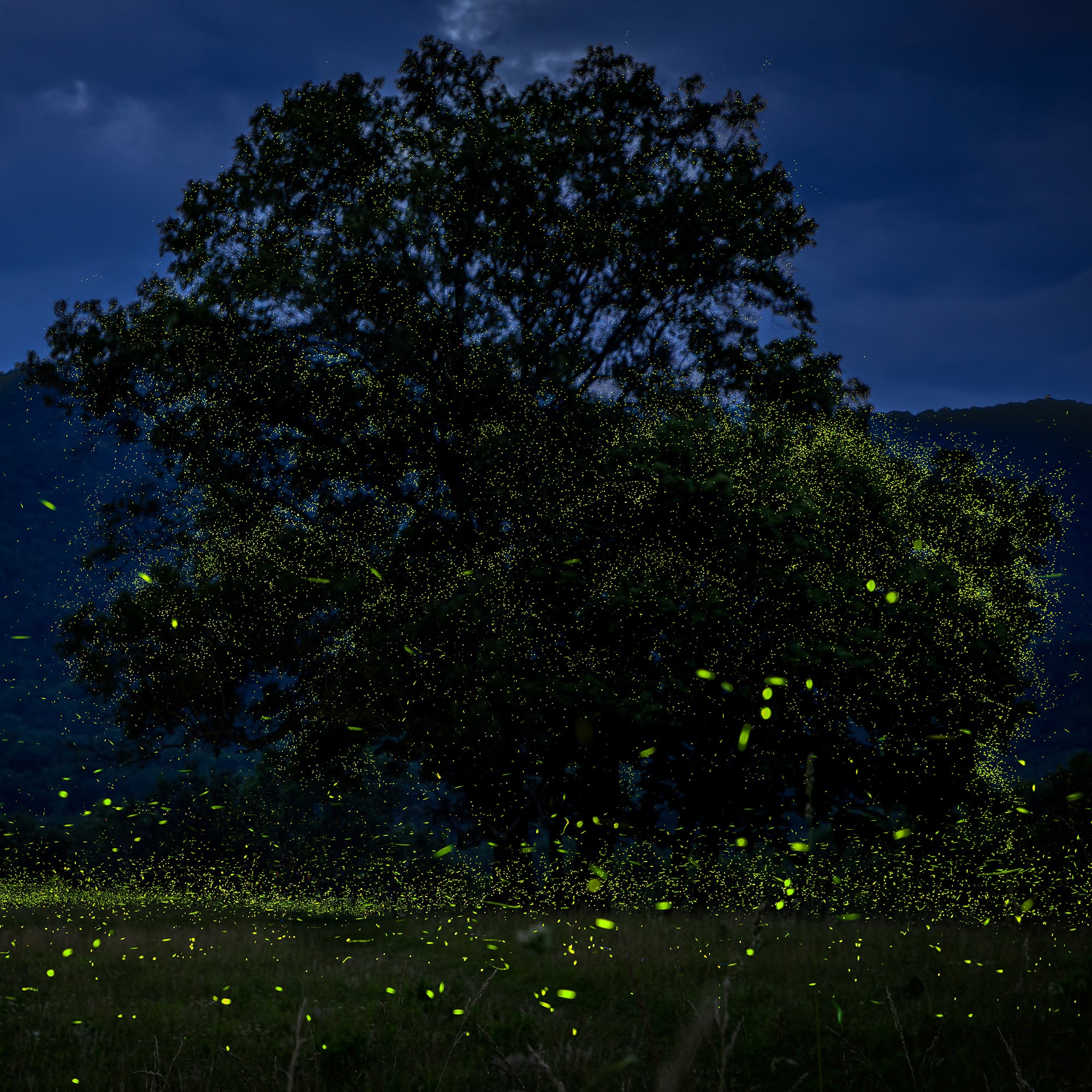 Fireflies illuminating a tree in Cades Cove, Great Smoky Mountains National Park, Tennessee