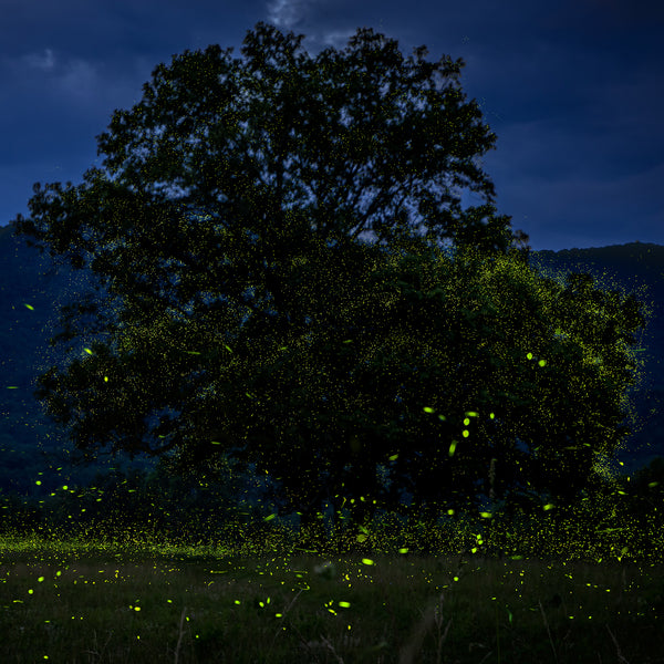 Fireflies illuminating a tree in Cades Cove, Great Smoky Mountains National Park, Tennessee