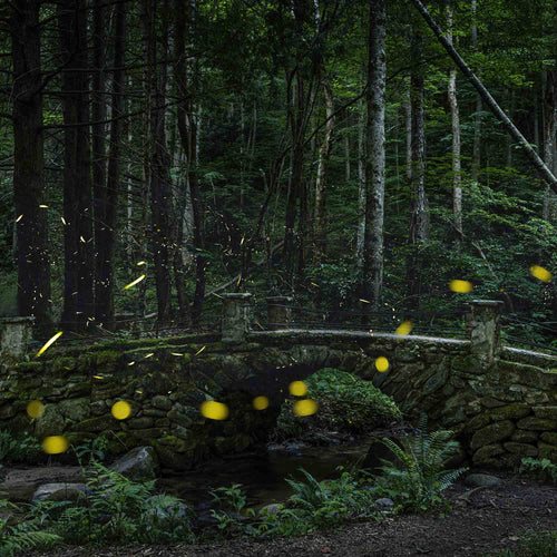 Synchronous Fireflies near a stone bridge in the Great Smoky Mountains