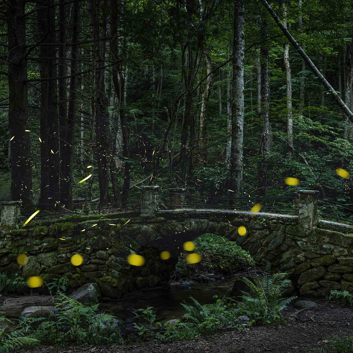 Synchronous Fireflies near a stone bridge in the Great Smoky Mountains