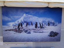Load image into Gallery viewer, &quot;A Waddle of Gentoos&quot; 11/50 45&quot; x 30&quot; Metal - DMG - Jeff Pfaller Photography
