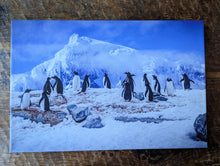 Load image into Gallery viewer, &quot;A Waddle of Gentoos&quot; 14/50 24&quot; x 18&quot; Canvas - Jeff Pfaller Photography
