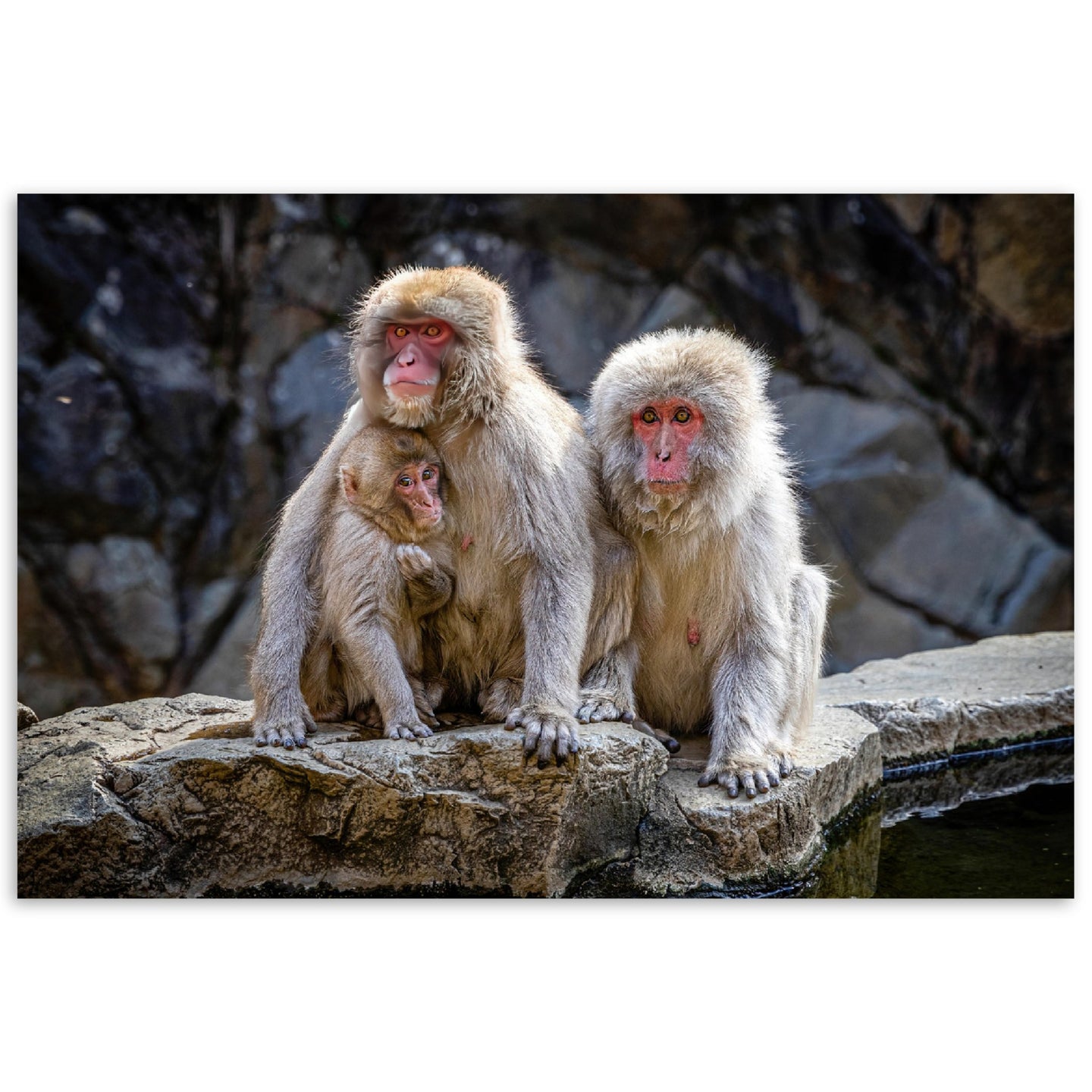 Macaque Family Alt Print