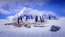 Load image into Gallery viewer, &quot;A Waddle of Gentoos&quot; 14/50 24&quot; x 18&quot; Canvas - Jeff Pfaller Photography
