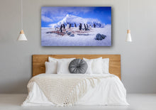 Load image into Gallery viewer, &quot;A Waddle of Gentoos&quot; 14/50 24&quot; x 18&quot; Canvas - Jeff Pfaller Photography
